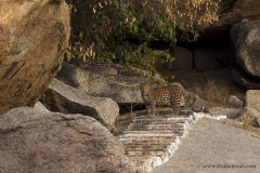 Leopard, Rajasthan