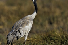 Common Crane