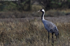 Common Crane