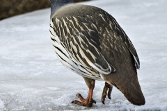 Tibetan Snowcock