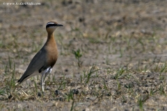 Indian Courser