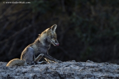 Desert Fox
