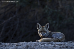 Desert Fox