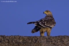 Eastern Imperial Eagle