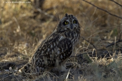 Short-eared Owl