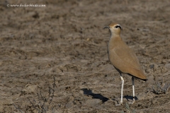 Cream Coloured Courser