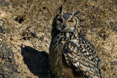 Indian Eagle Owl