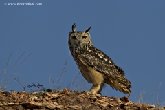 Indian Eagle Owl