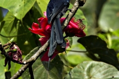 MG_6265-copy