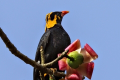 MG_6307-copy