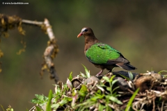 MG_6670-copy