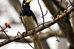 MG_6844-copy