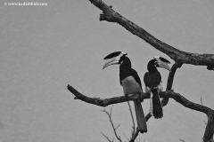 MG_6858-copy