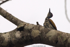MG_7161-copy