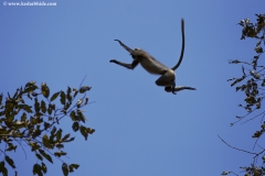 MG_7309-copy