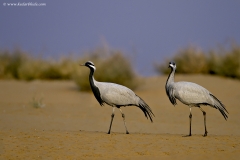 Demoiselle Cranes