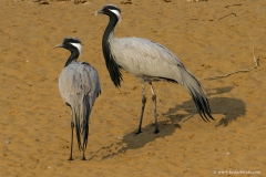 Demoiselle Cranes