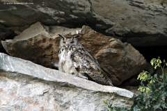 Eurasian Eagle Owl