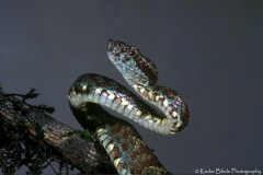 Malabar Pit Viper