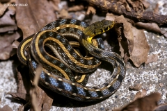 Striped Keelback
