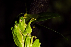 Malabar Gliding Frog (Racophorus Malabaricus)