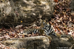 Sidbaba Cub, Bandhavgarh