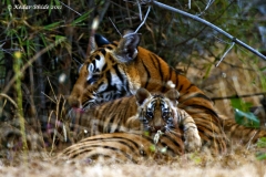 Kankati with cub, Bandhavgarh