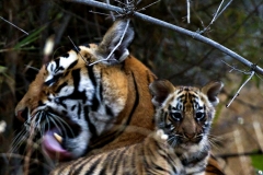 Kankati with cubs, may be the first images of these cubs