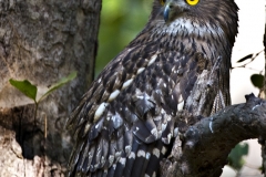 Brown Fish Owl