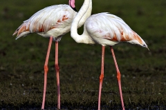 Greater Flamingos