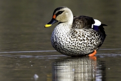 Indian Spot-billed Duck