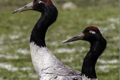 Black-necked Cranes