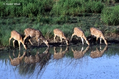 Chitals drinking water