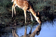 Chital
