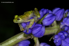 Glass frog , Costa Rica