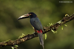 Collared Aracari, a medium size Toucan, Costa Rica