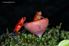 Blue Jeans or strawberry Poison Dart Frog, Costa Rica