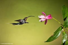 Green Hermit , Humming Bird, Costa Rica