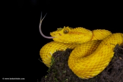 Golden Eye Lash Pit Viper, Costa Rica