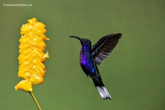 Violet Sabrewing humming bird, Costa Rica
