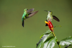 Green Crown Brilliant , Humming bird, Costa Rica