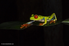 Red Eyed Tree Frog, Costa Rica