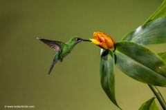 Green Crown Brilliant , Humming bird, Costa Rica