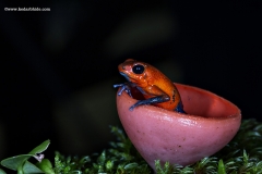 Blue Jeans or strawberry Poison Dart Frog, Costa Rica