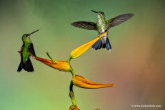 Green Crown Brilliant , Humming bird, Costa Rica