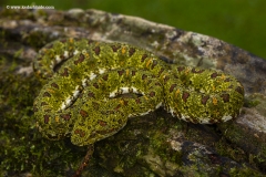 Christmas Eye Lash Pit Viper, Costa Rica