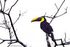 Chestnut Billed Toucan, Costa Rica