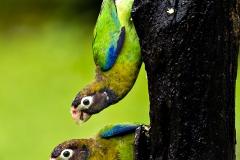 Brown Headed Parrots, Costa Rica