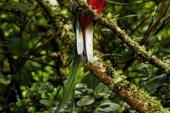 Resplendent quetzal, Costa Rica
