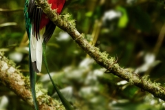 Resplendent quetzal, Costa Rica